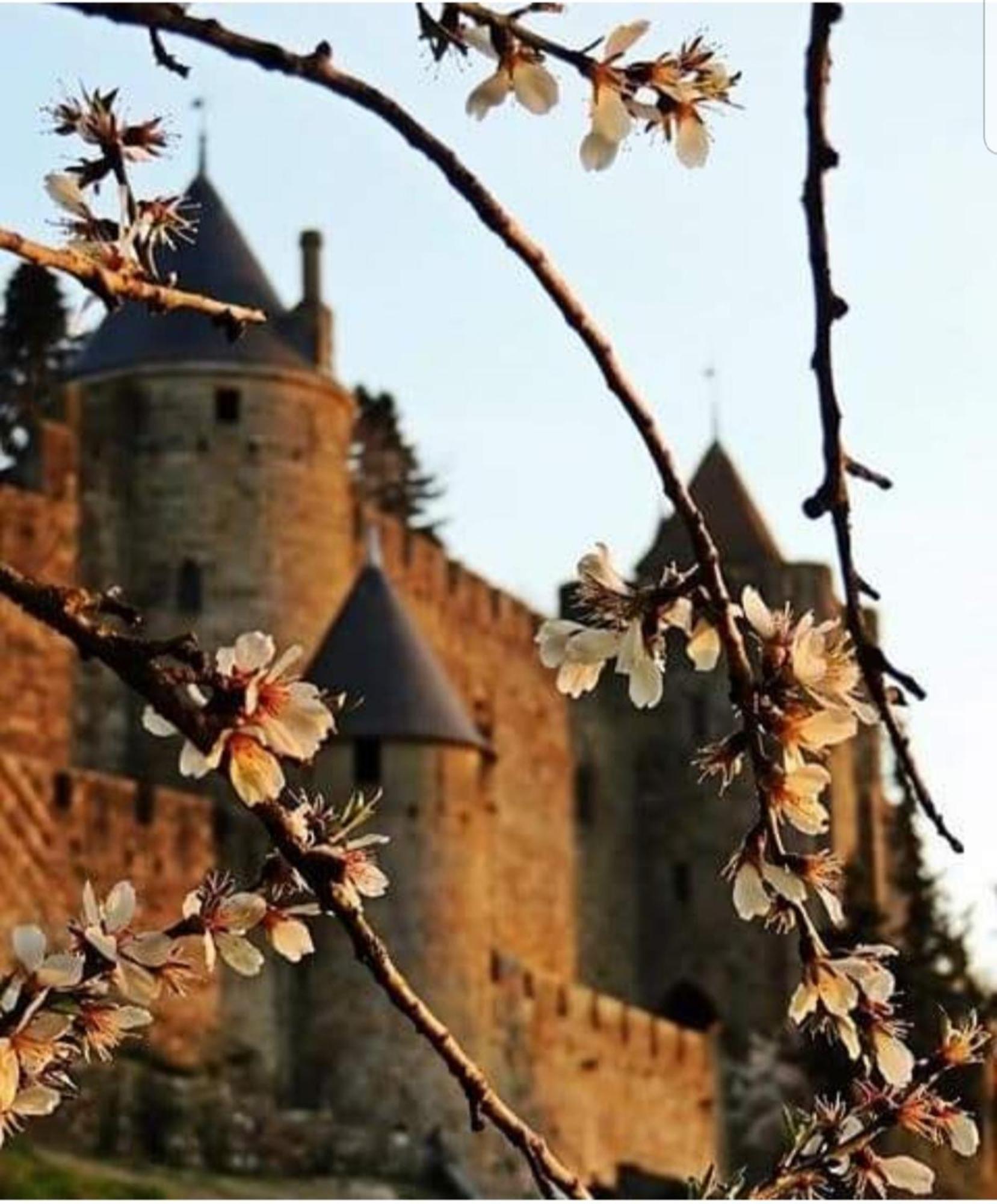 Villa Elegante A Carcassonne Avec Jardin Et Jacuzzi Eksteriør bilde